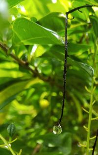 Close-up of wet plant leaves