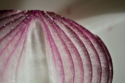 Close-up of water drops on flower