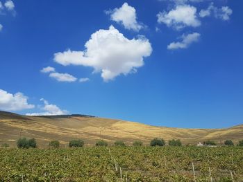 Scenic view of field against blue sky