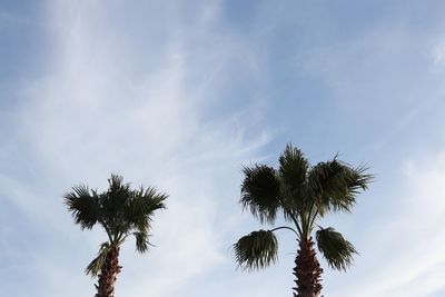 Low angle view of palm tree against sky