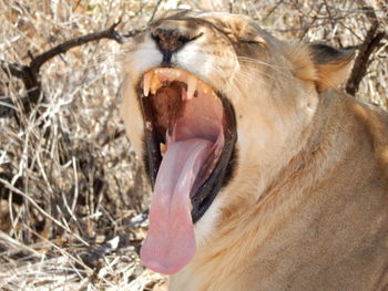 Close-up of horse yawning