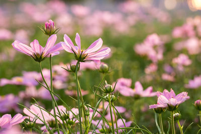 Close-up of pink flowering plants on field