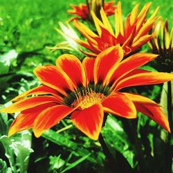 Close-up of orange flower blooming outdoors