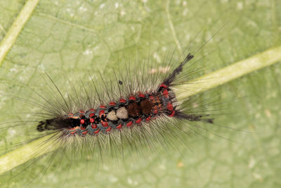 Close-up of caterpillar on leaf