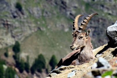 View of ibex on rock