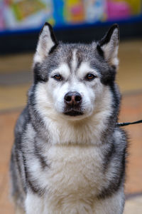 Close-up portrait of dog