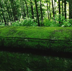 View of trees in the forest