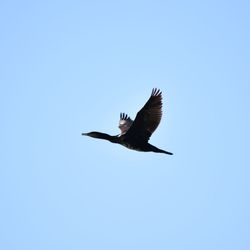 Low angle view of eagle flying against clear blue sky