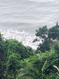 High angle view of trees by sea against sky