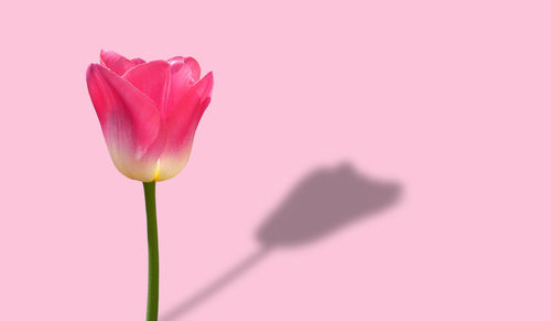 Close-up of pink tulip against white background