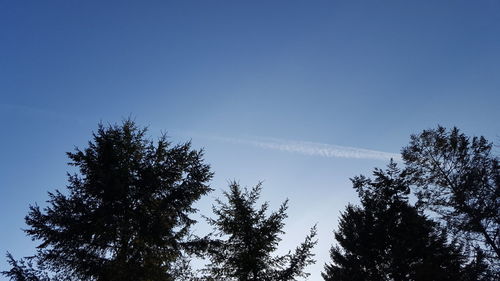 Low angle view of tree against sky