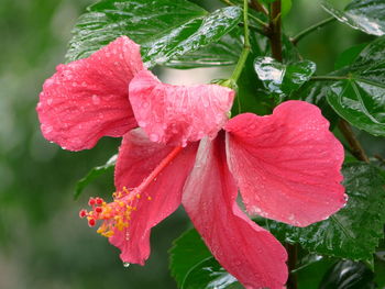 Close-up of wet pink rose flower