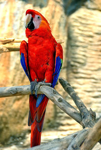 Close-up of parrot perching on branch