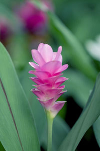 Close-up of pink lotus water lily