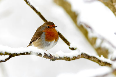 Bird perching on branch