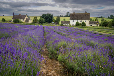 Scenic view of lavendar field against sky