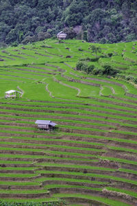 High angle view of agricultural field