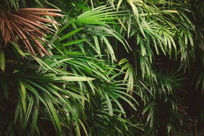 Leaves in the forest beautiful nature background of vertical garden with tropical green leaf