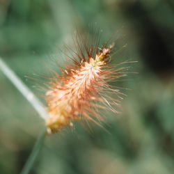 Close-up of plant