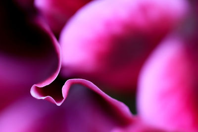 Close-up of pink rose flower