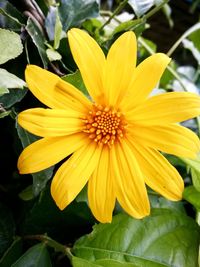 Close-up of yellow flower blooming outdoors