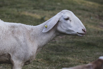 Close-up of cow on field