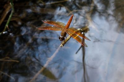 Close up of dragonflies on the small river