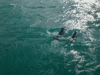 High angle view of people swimming in sea