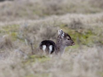 Side view of young deer on field