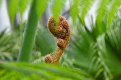 Close-up of pine cone on land