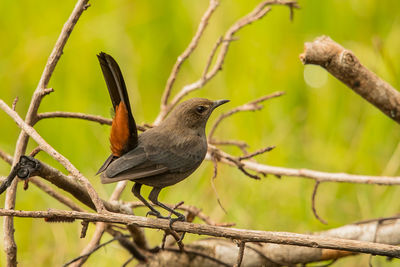 Close-up of bird perching on branch