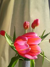 Close-up of red rose