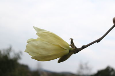 Close-up of yellow flower against sky