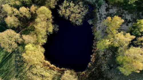 Low angle view of trees against sky