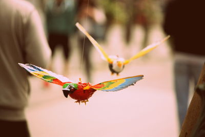 Close-up of artificial bird hanging from string