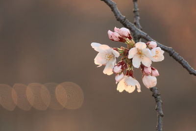 Close-up of cherry blossoms