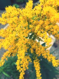 Close-up of yellow flowers