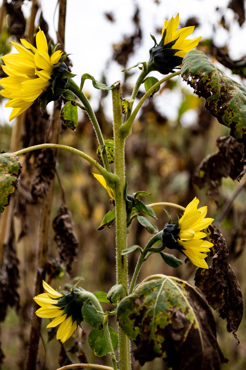 CLOSE-UP OF YELLOW FLOWERING PLANTS AGAINST BLURRED BACKGROUND