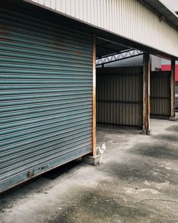 Stray cat sitting near shutter of warehouse