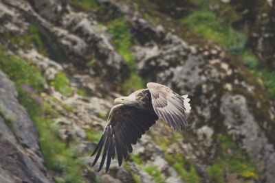 Low angle view of eagle flying