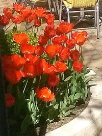 Close-up of red flowers