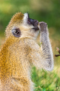 Close-up of meerkat