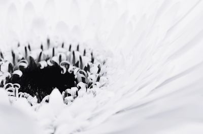 Close-up of white flower