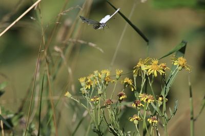 Butterfly pollinating on flower