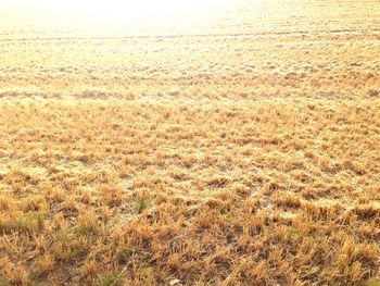 Plants growing on field