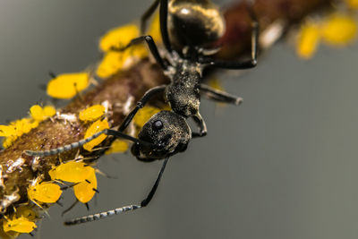 Close-up of ant with larva on twig