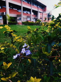 Close-up of plants against built structure