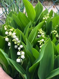 Close-up of white flowering plant