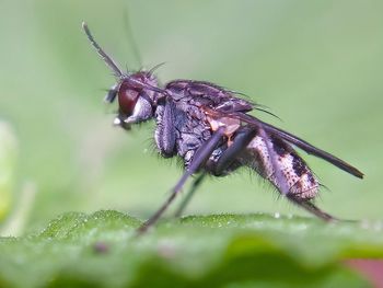 Close-up of fly on leaf