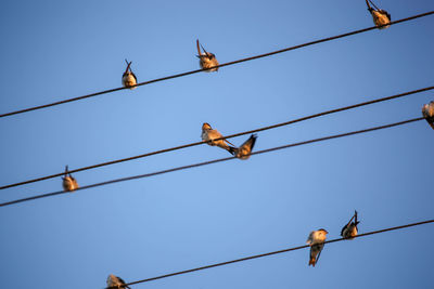 The swallows, martins and saw-wings, or hirundinidae, are a family of passerine birds